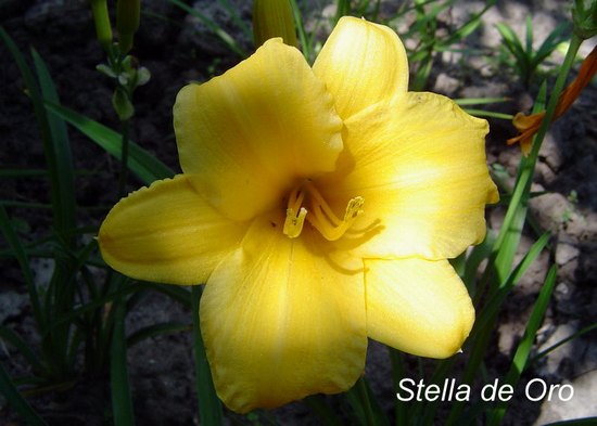  Stella d Oro (  )